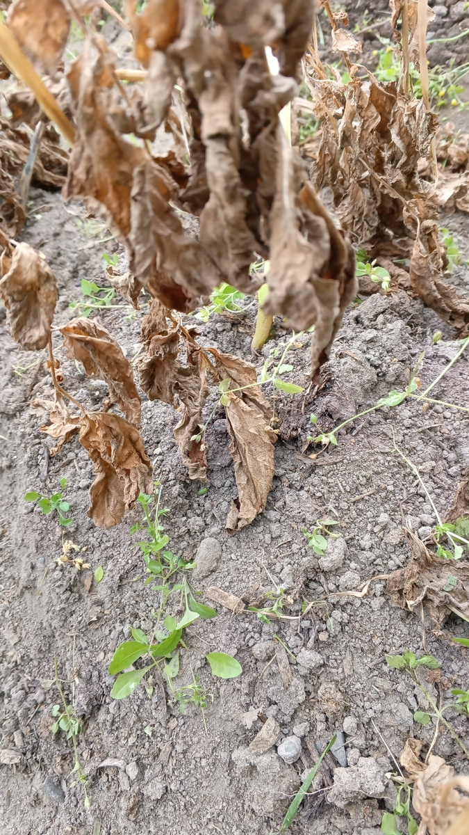 фото автора: ботвы нет на картошке