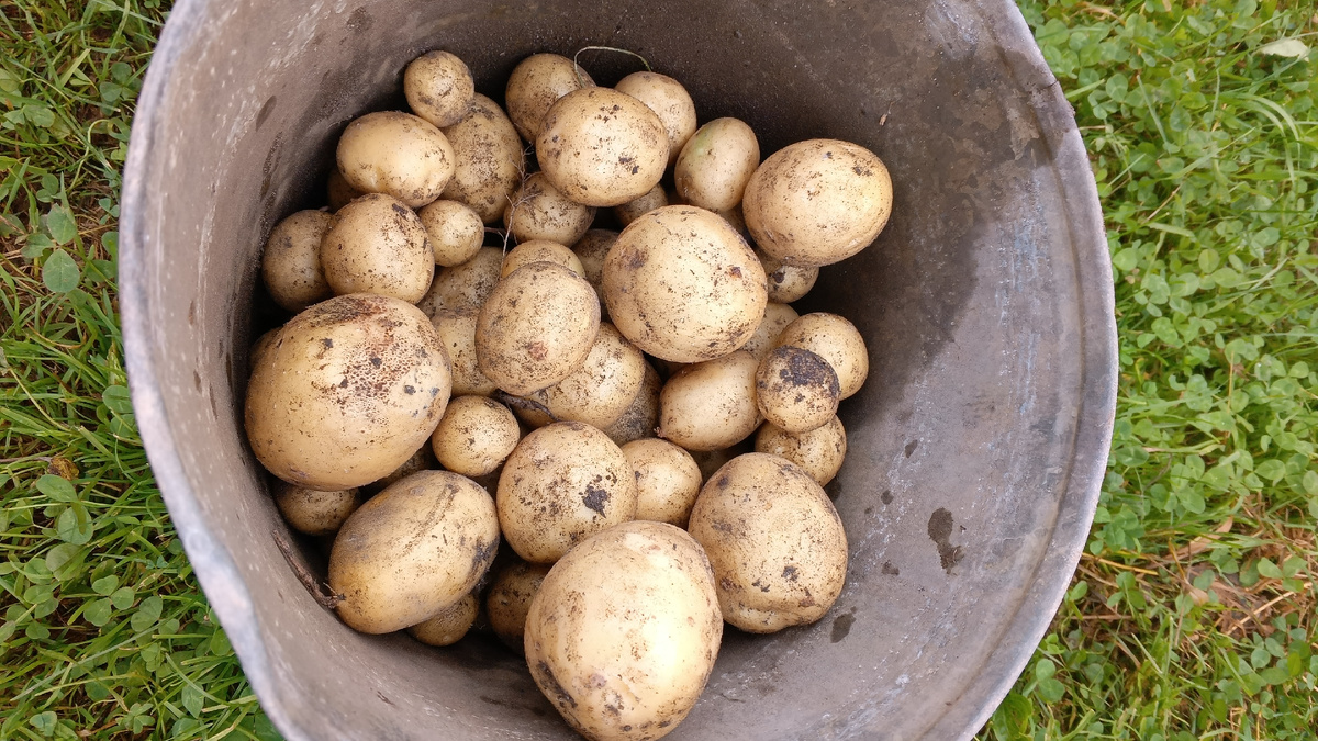 фото автора: это сорт Гала, с двух кустов примерно 2/3 ведра картошки, думаю — неплохо