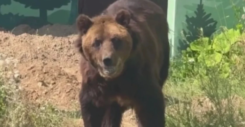    © Пермский зоопарк