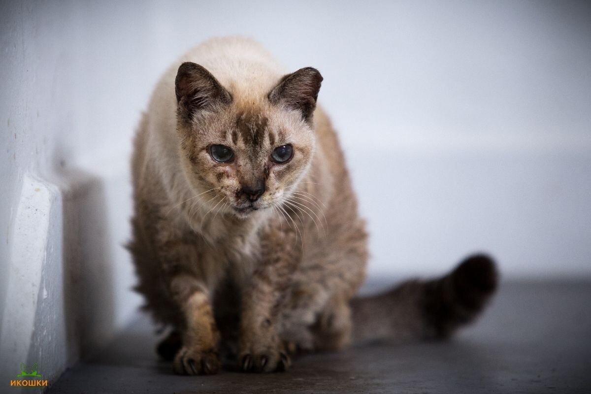 Пожилая кошка 