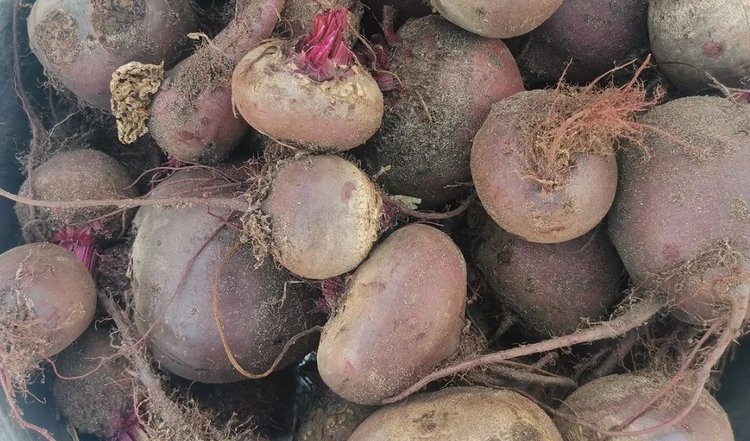    Фото: Лукьянов Дмитрий, AgroXXI.ru