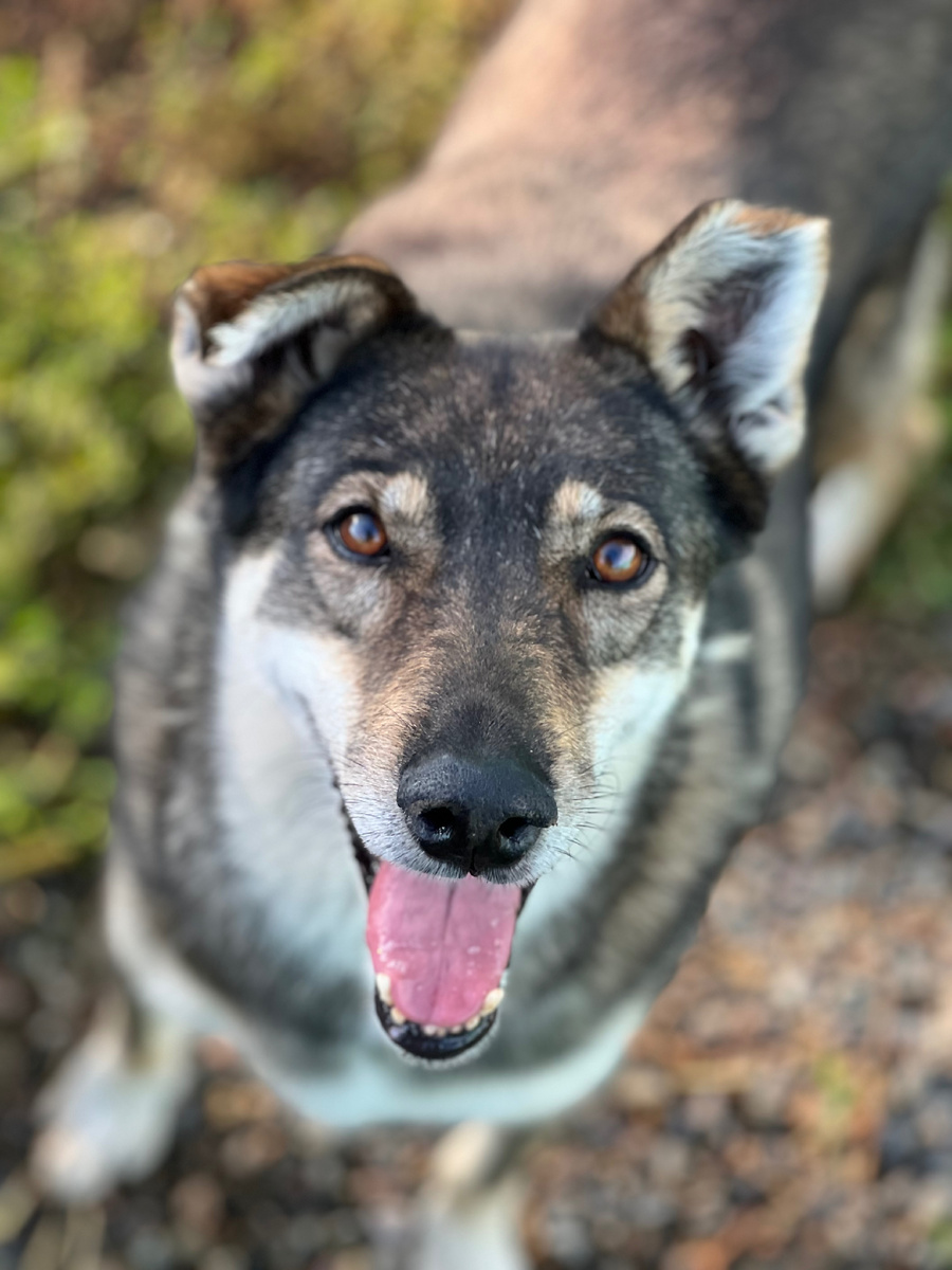Монро живёт в приюте с 2018 года. К ней совсем никто не приезжал знакомиться за эти годы 😔