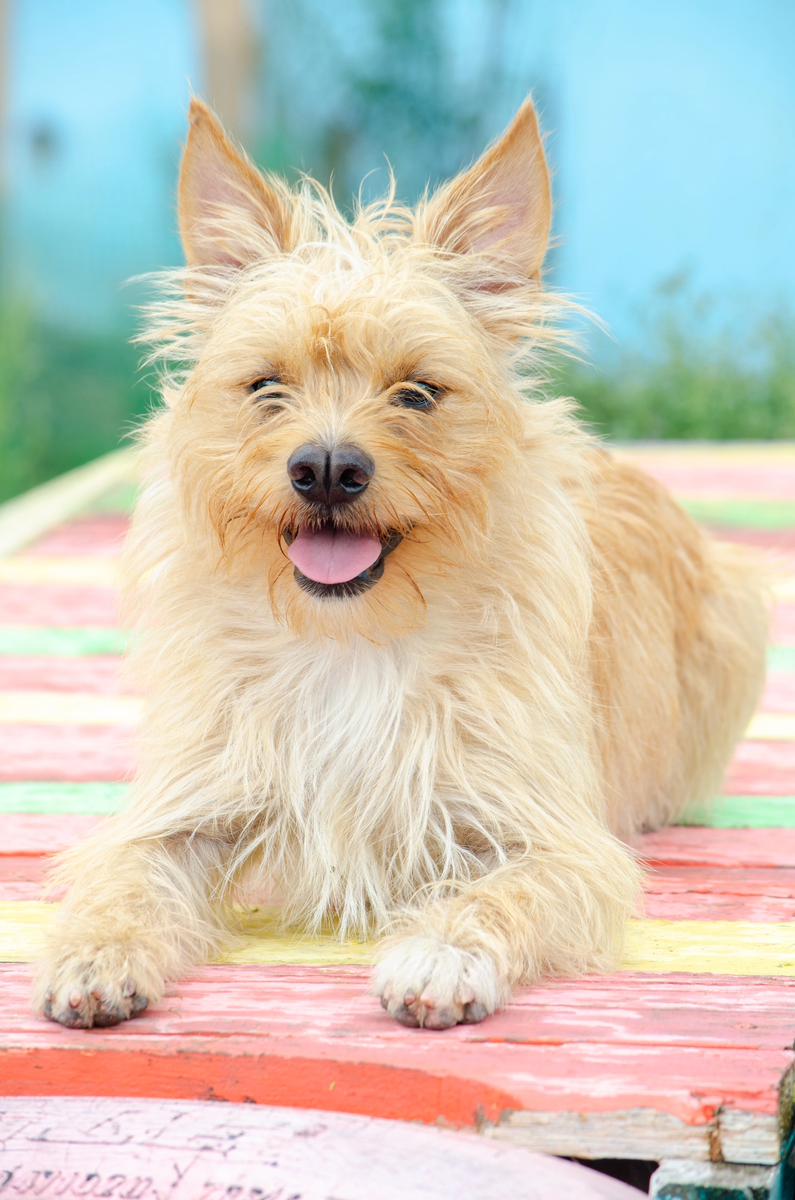Жетем попал к нам в приют в феврале этого года. Он знает, что такое боль, страх и жестокость. Плохо в его жизни уже было. Теперь мы ищем людей, с которыми будет хорошо.