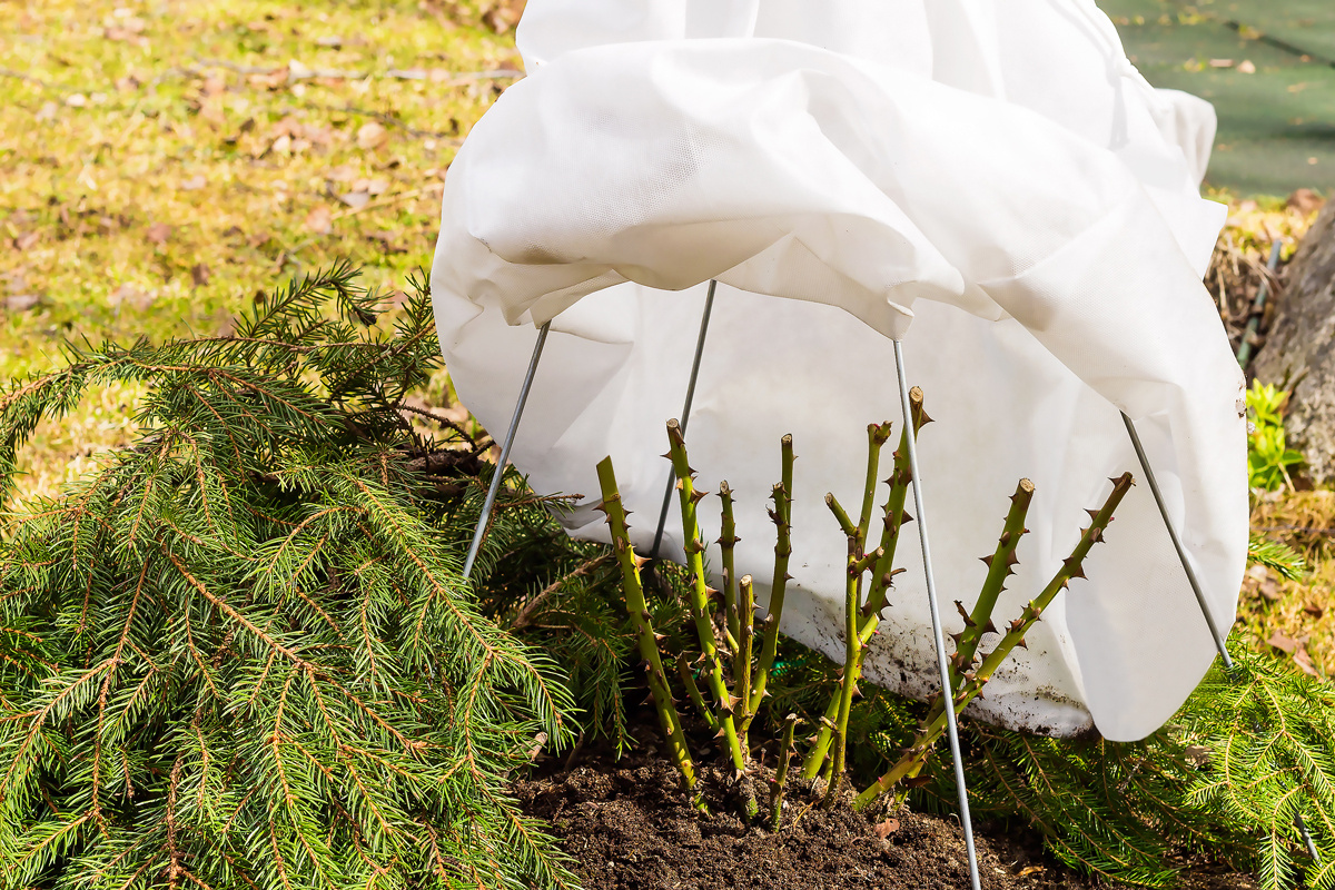 Грамотно укрывайте на зиму растения, чтобы создать им самые комфортные условия для зимней спячки