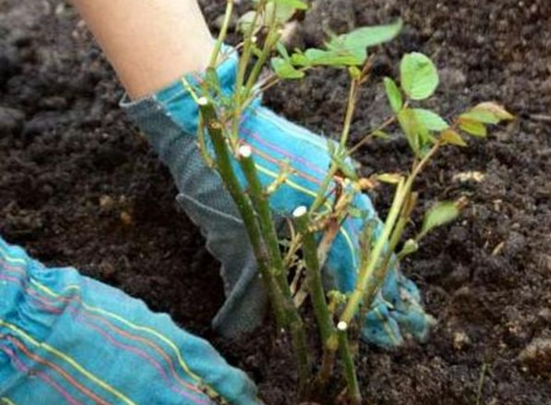 Перед помещением саженца в яму убедитесь, что место для растения самое подходящее