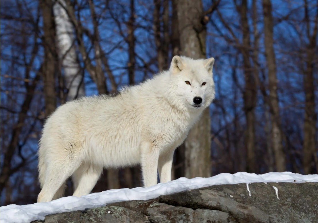 На фото: Полярный волк (Canis lupus arctos) - хозяин Арктики