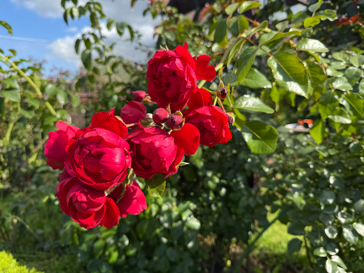 Флорентина