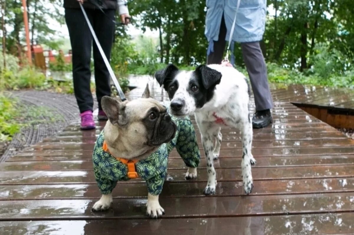    Туалеты для собак появились в Уфе