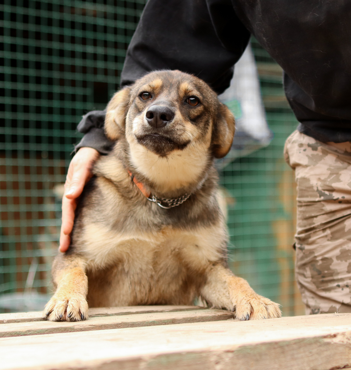 Сказали сделать лицо пожалостливее. Но если честно я очень харизматичный и веселый пес
