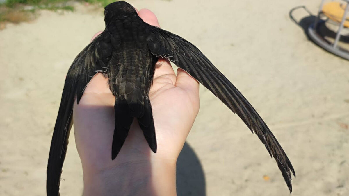 фото: Госкомитет РТ по биоресурсам