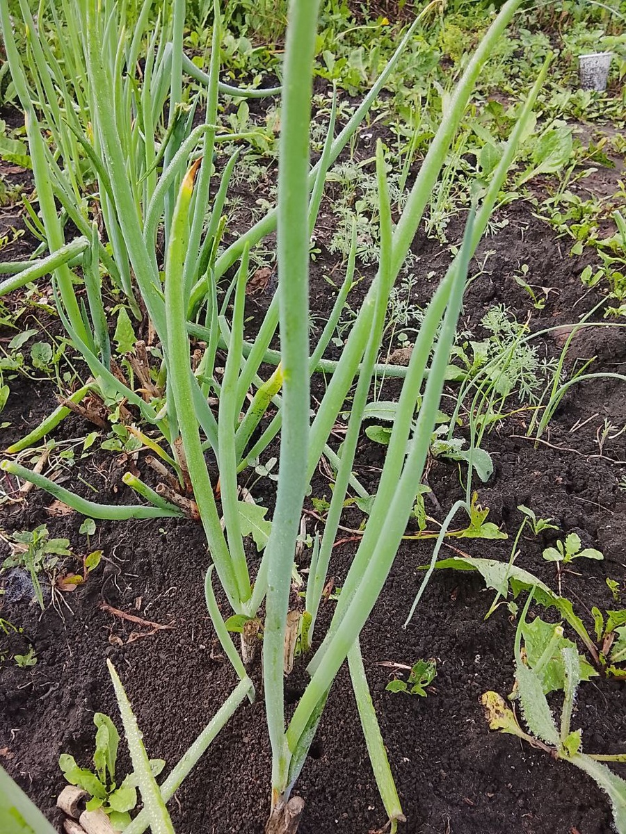 Молодой батун в августе после скашивания. Фото автора