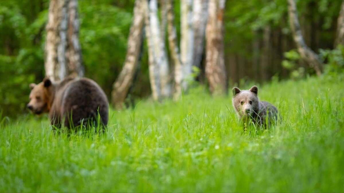    Фото: Branislav Cerven/Shutterstock/Fotodom