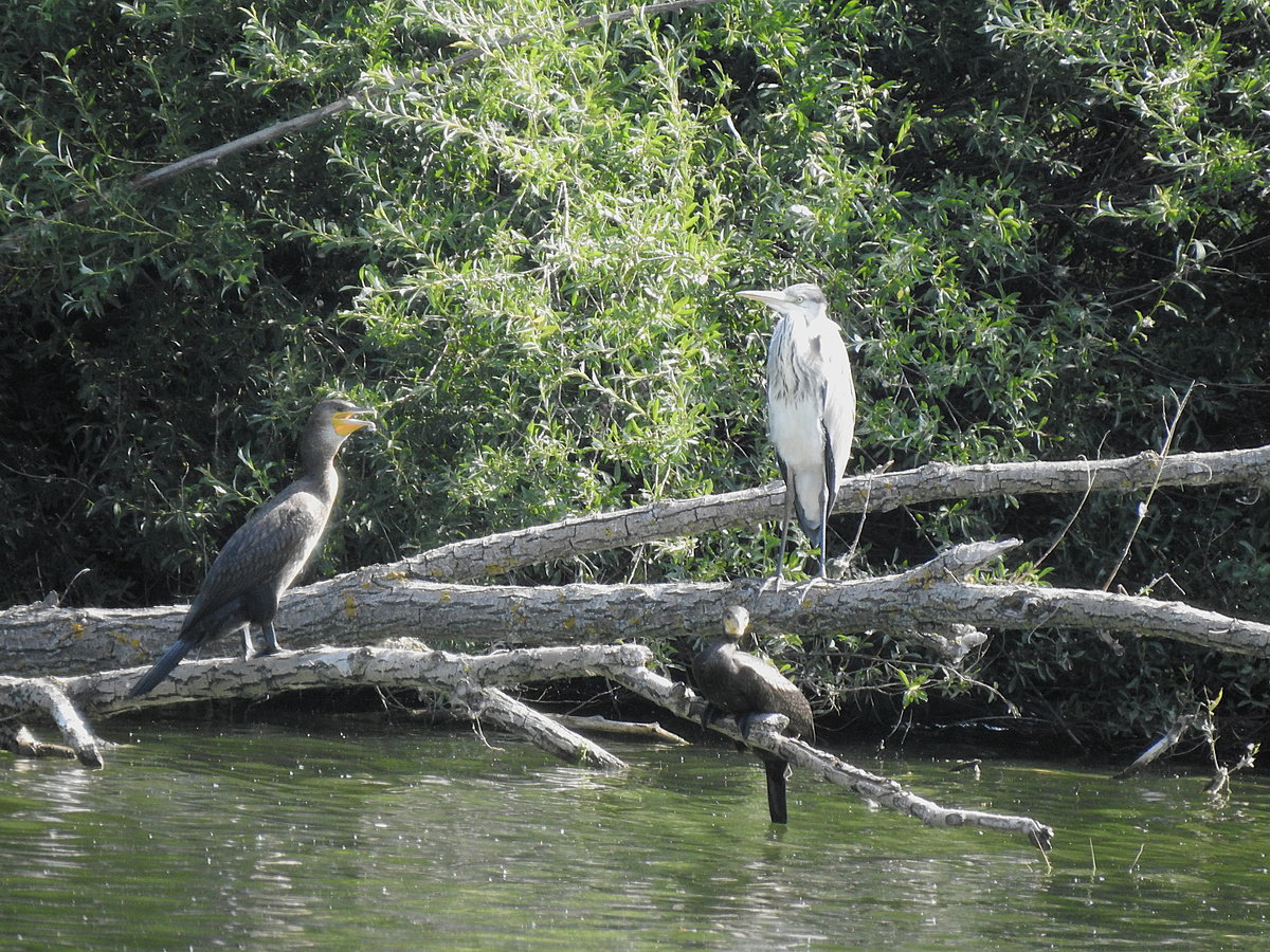 бакланы и серая цапля на послеобеденном отдыхе. Баклана два, увидели?