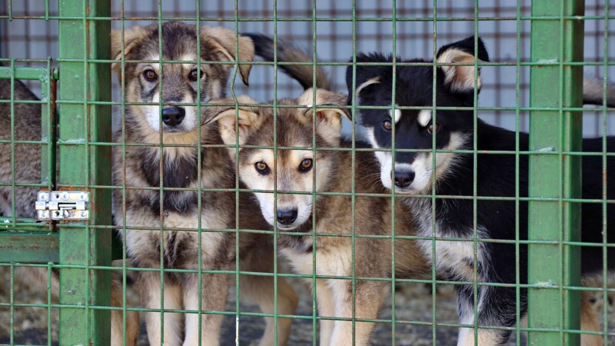    Фото: Василий Петров/«Ямал-Медиа»