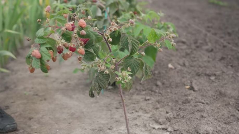 Срезаю ремонтантную малину в августе под ноль. Соседка получает 4 кг ягод с куста вместо горсти