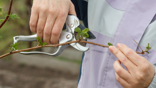 Многие режут в октябре-ноябре, когда листья уже опали.