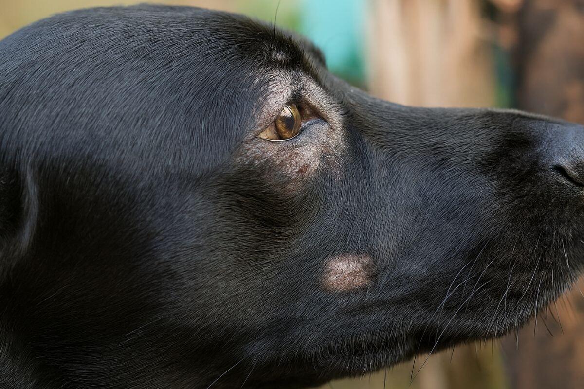 Почему у собаки лысеет вокруг глаз