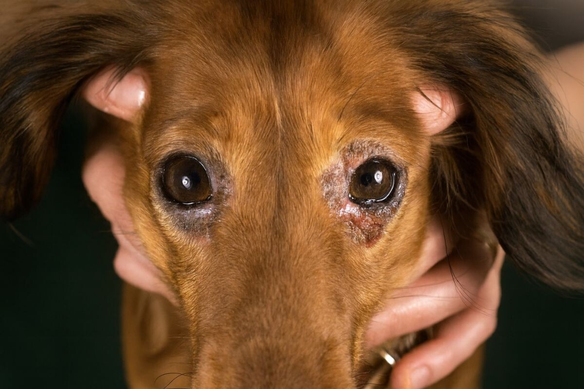 Выпадение шерсти у собак периорбитальная область
