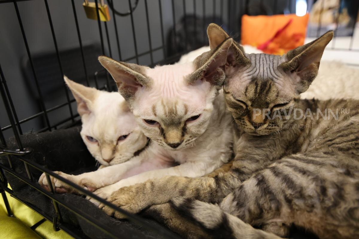    Если вы решили забрать животное домой, сначала обратитесь в ветеринарную клинику для осмотра