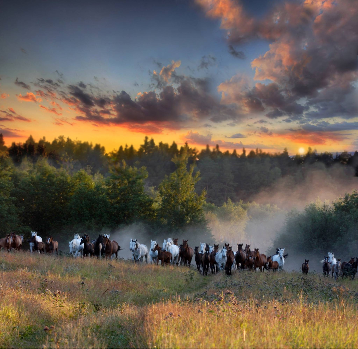 Фотографии сделаны мной в Пермском крае, где ещё недавно успешно выводили особый вид орловского рысака
