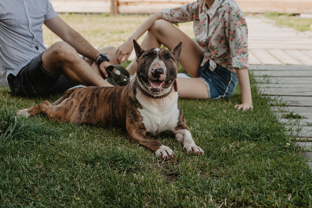 Главный герой свадебного утра — наш харизматичный бультерьер Оскар