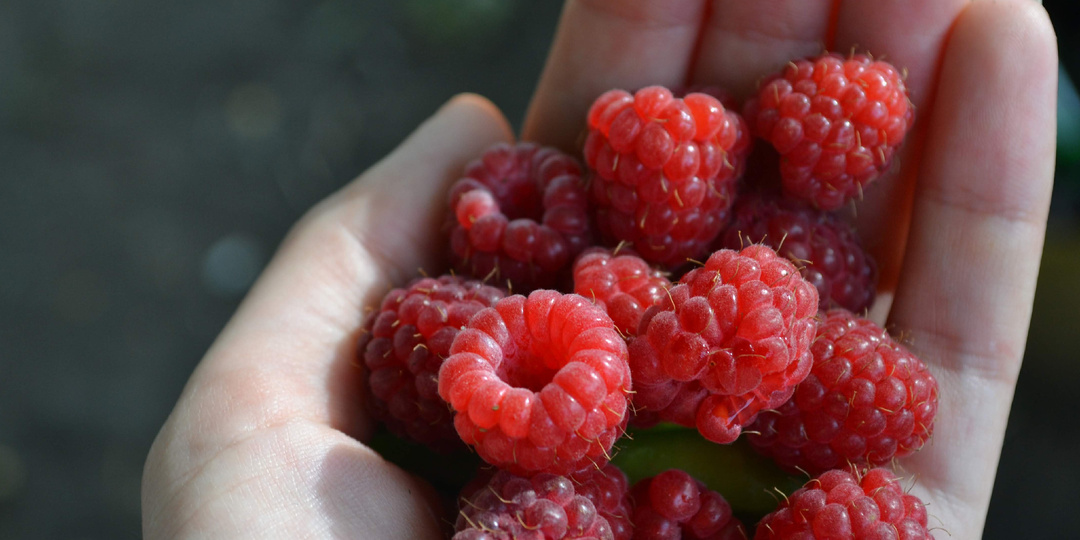 Подкармливаю малину по схеме соседа-агронома в сентябре. За 3 года урожай вырос в 4 раза без химии