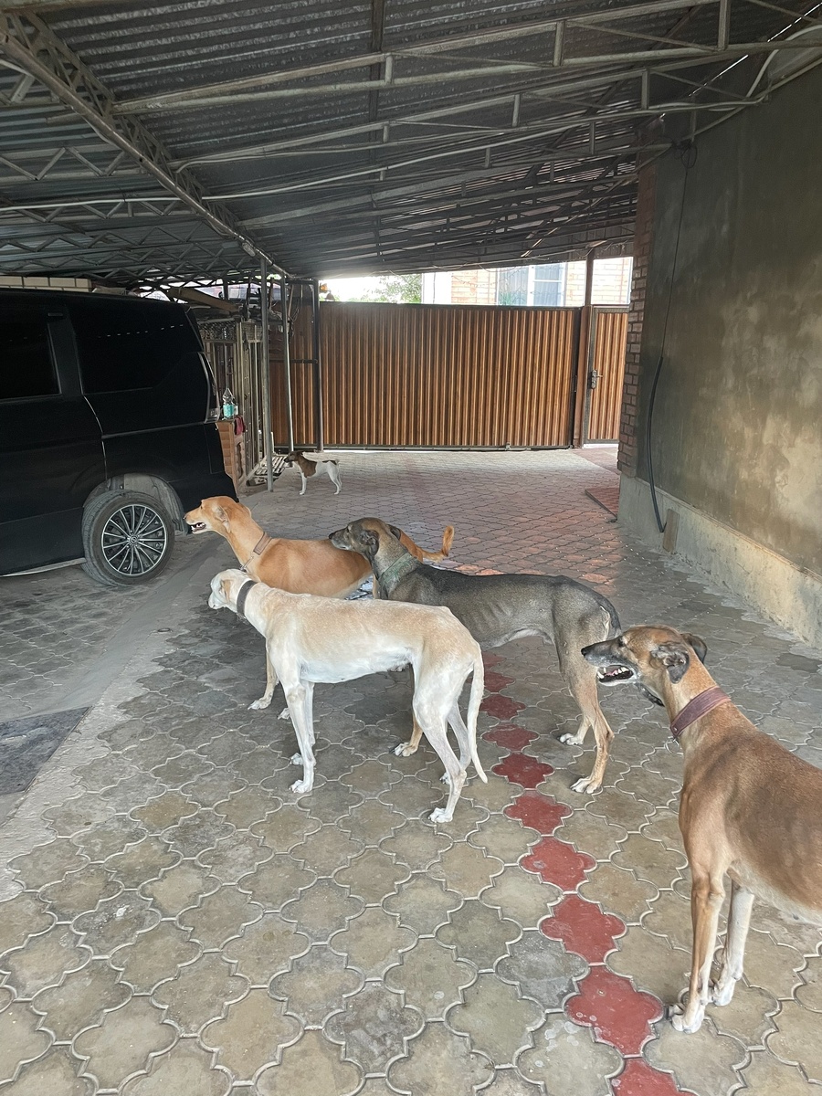 Фото со страницы питомника Кубанская Степь