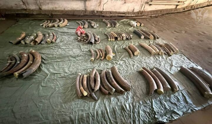 Хабаровские таможенники пресекли попытку контрабанды бивней мамонта в Китай
