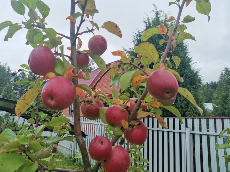    Фото: Лукьянов Дмитрий, AgroXXI.ru