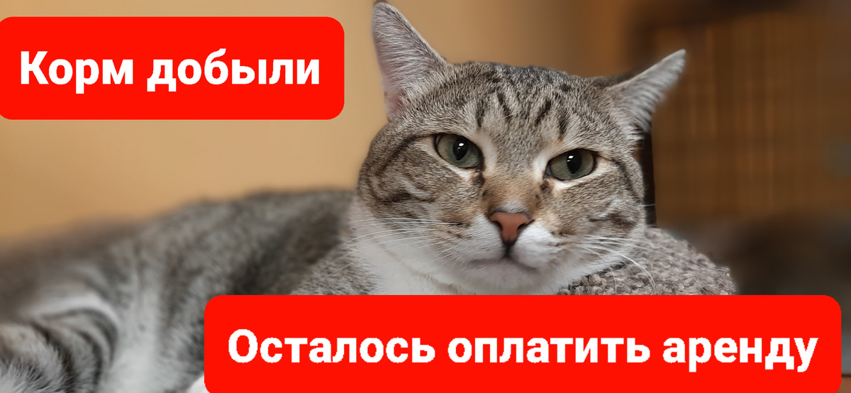 Сема. У кота нет хвоста, и он ещё больше похож на рысь))) справный  и ловкий. Красавчик.