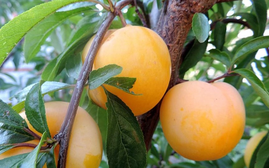 Диплоидные сливы в нашем питомнике "Дерево-Сад"