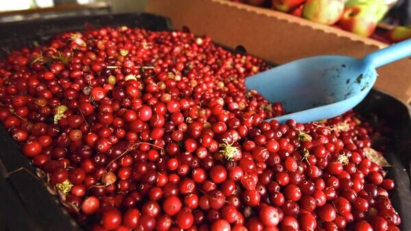    © Sputnik / Мария Амелина