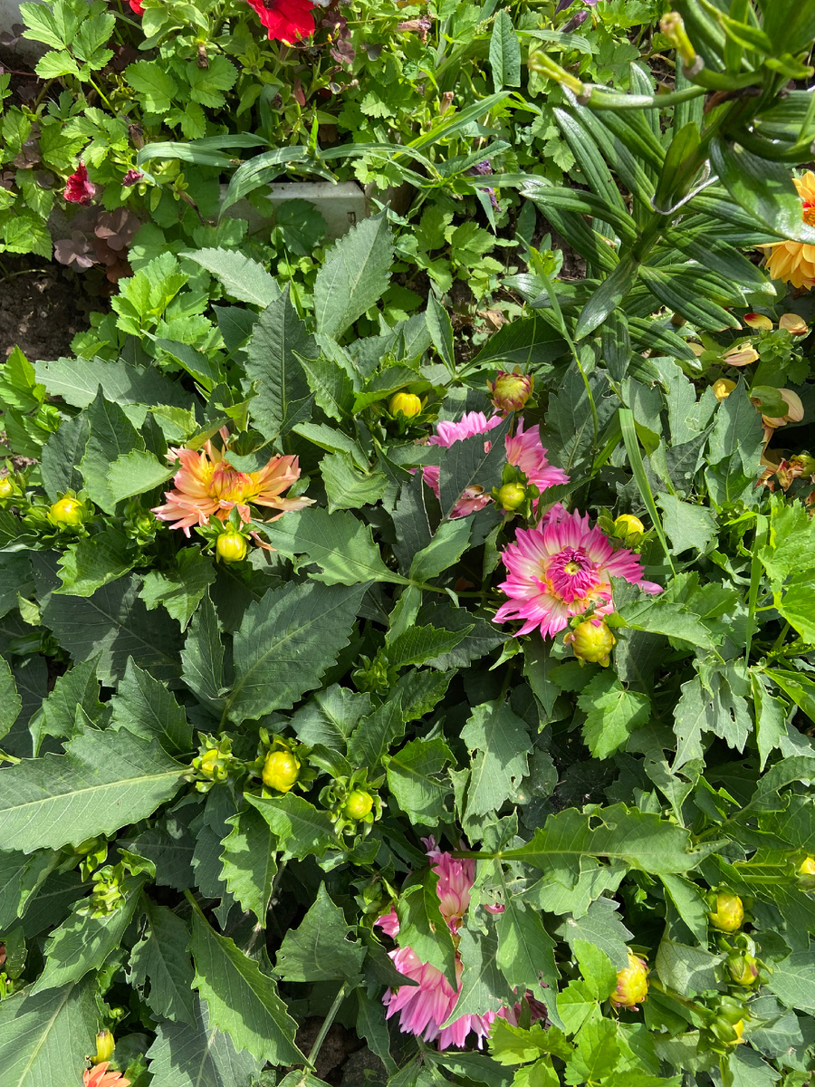 Мои любимые Георгины .