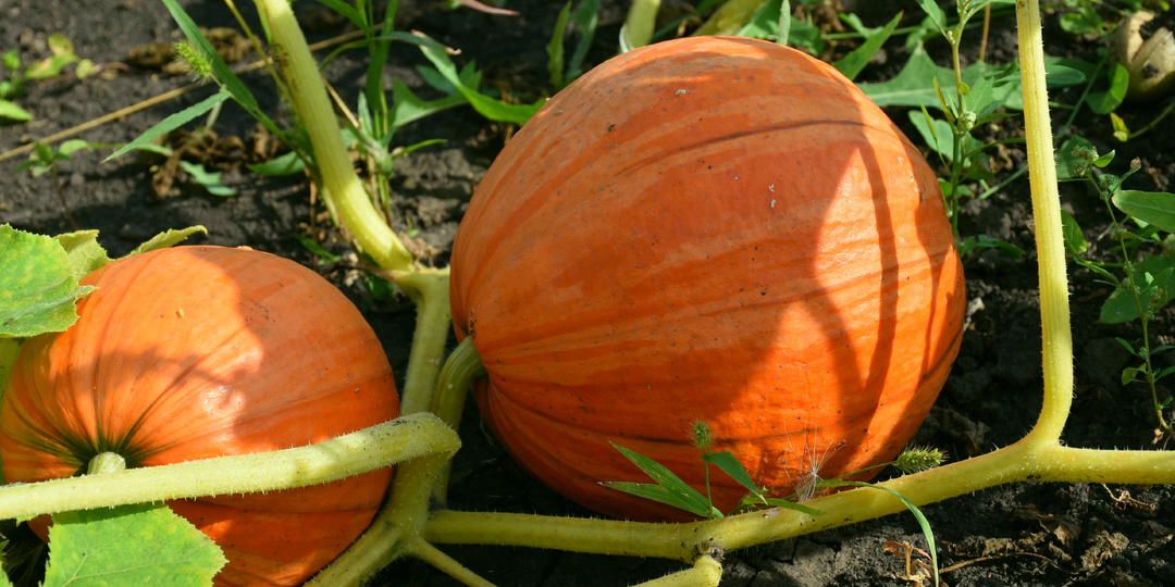 Что обязательно делаю с Тыквой в августе, чтобы росли плоды, а не бесконечные плети (тыква наберёт вес и успеет созреть до морозов)