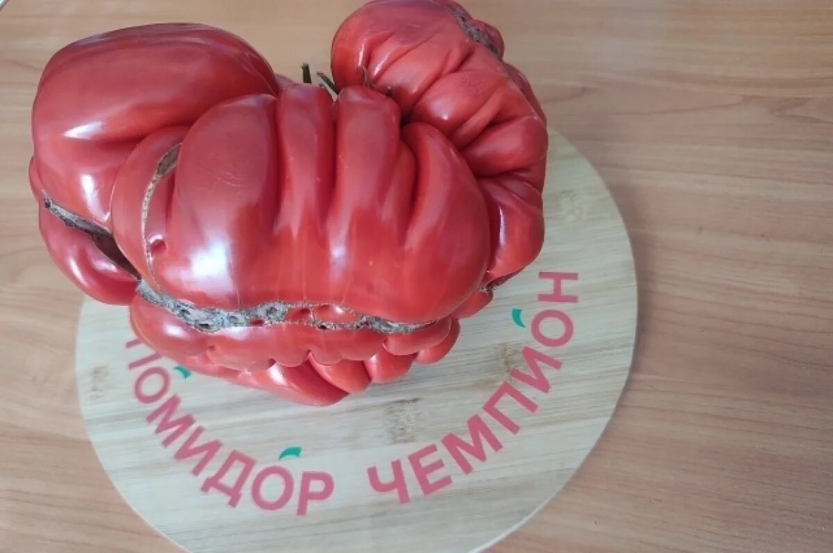    В Минусинске Красноярского края вырастили томат с рекордным весом