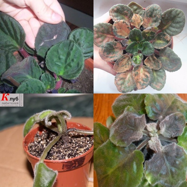 Фото интернет 