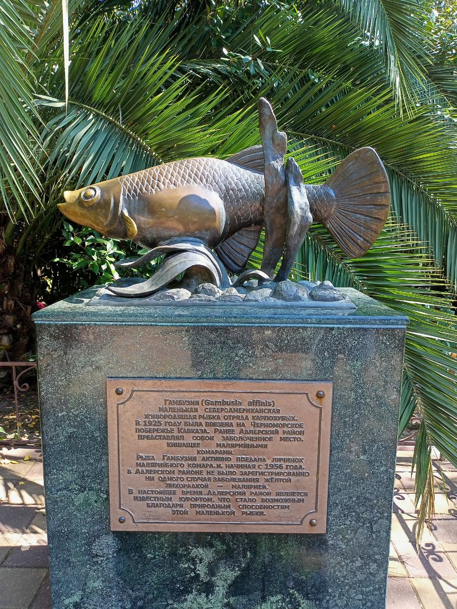 Фото автора. Памятник гамбузии.Адлер, улица Ромашек