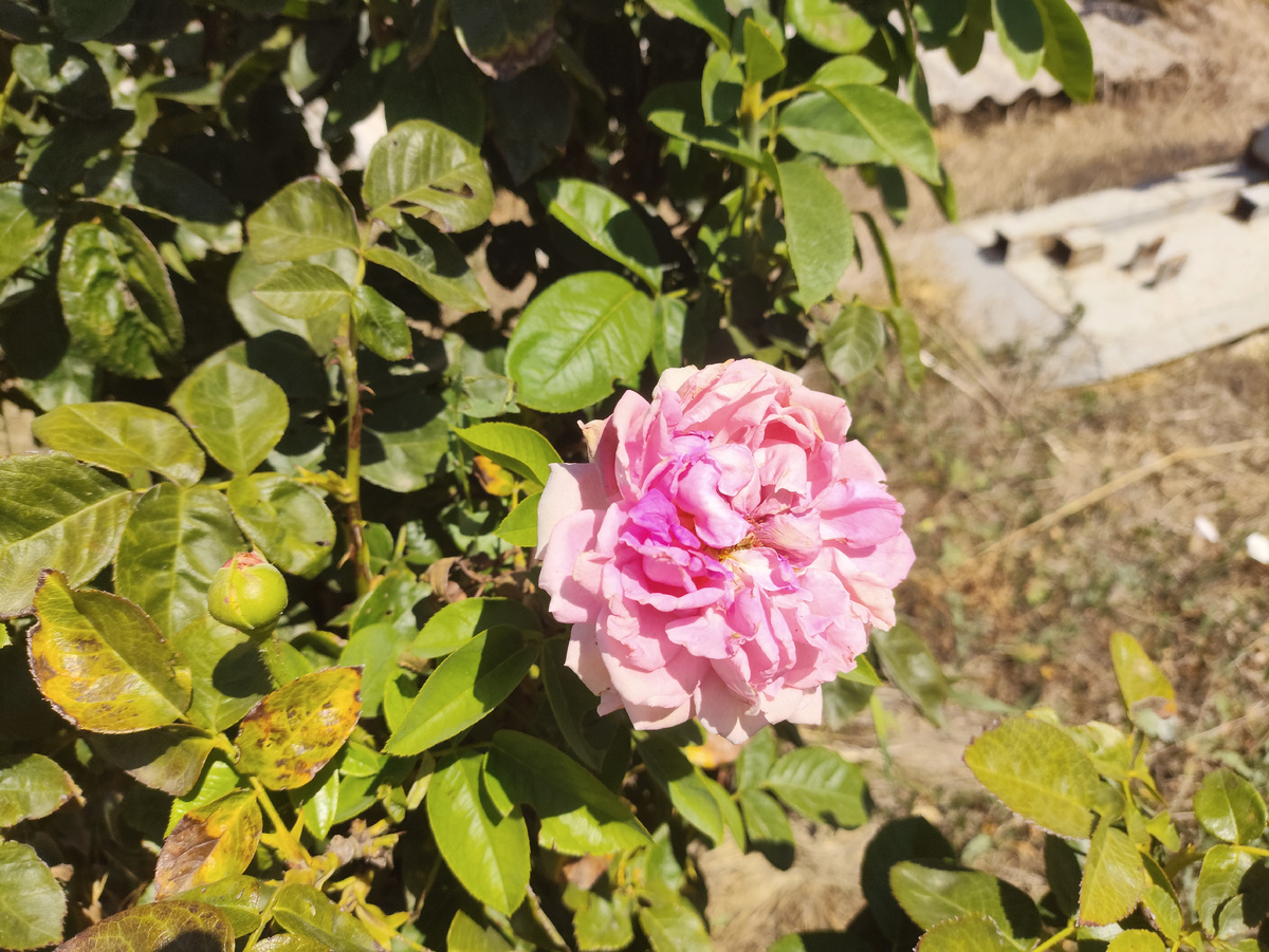 Чуть припеченная розочка...