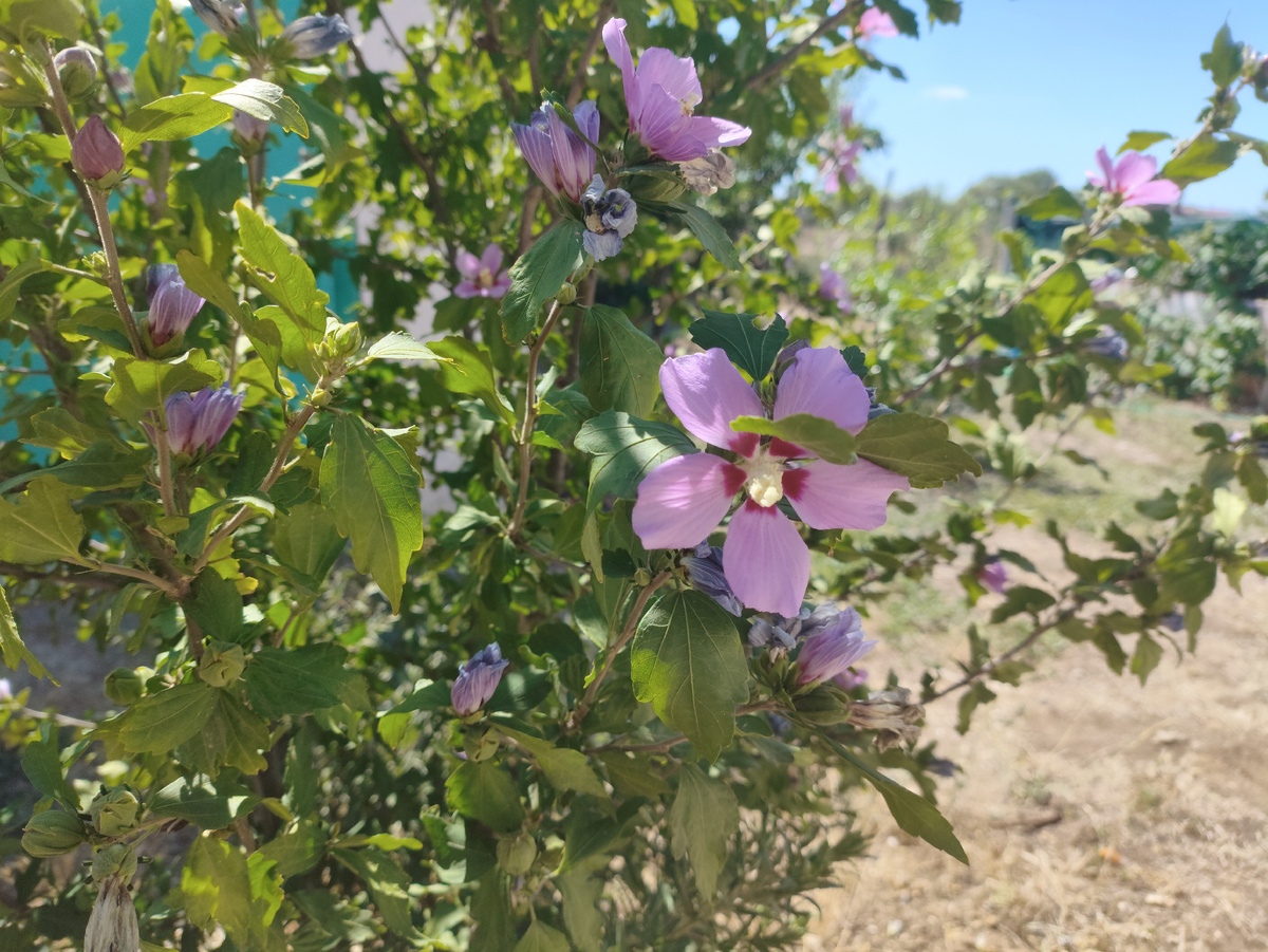 Гибискус обычный. Сиреневенький... ))