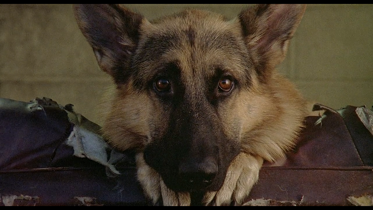 Кадр из фильма К-9: Собачья работа (1989)