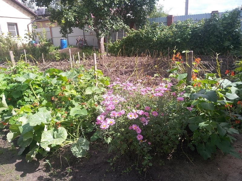 Куст хризантемы на углу картофельного участка