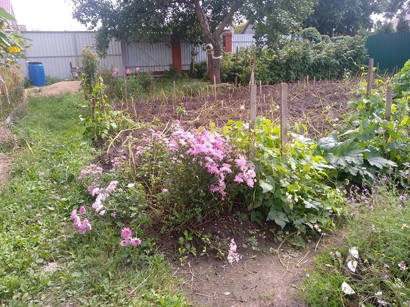 Рядом с хризантемой посажена фасоль. Для неё стоят опоры. Снимок от 25 августа 2025 г.