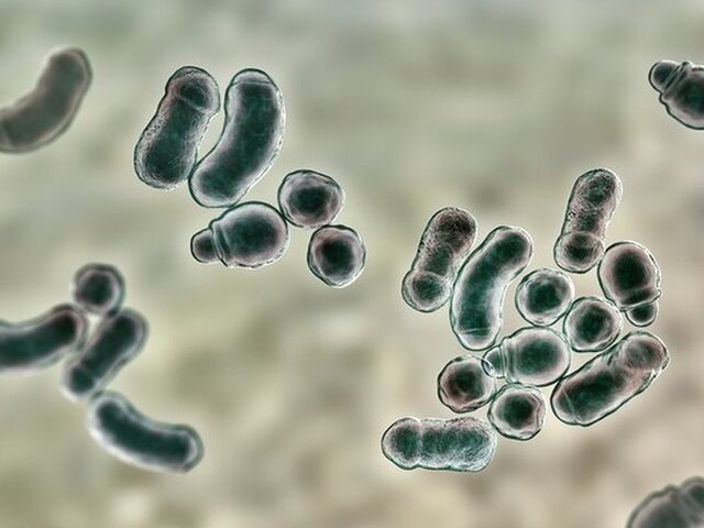    Фото: 123RF/drmicrobe