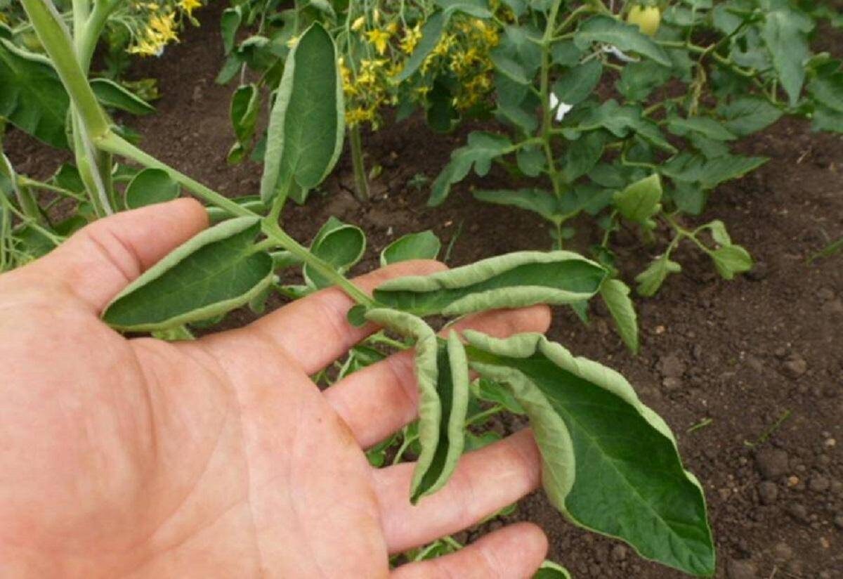    Фото автора Дзен-канала Любимая Дача. Сад и Огород