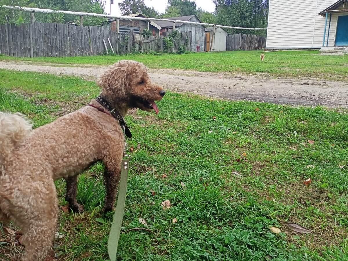 Барсик: - Иду я, иду.