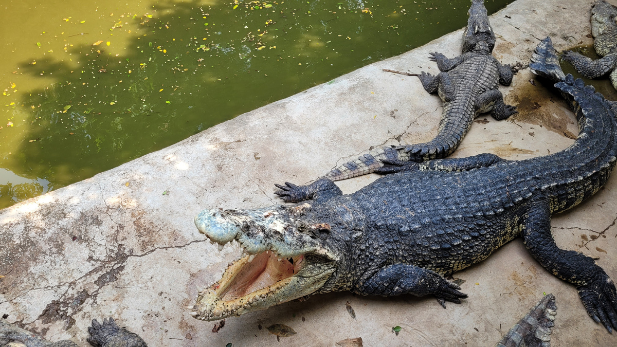 Крокодиловая ферма 