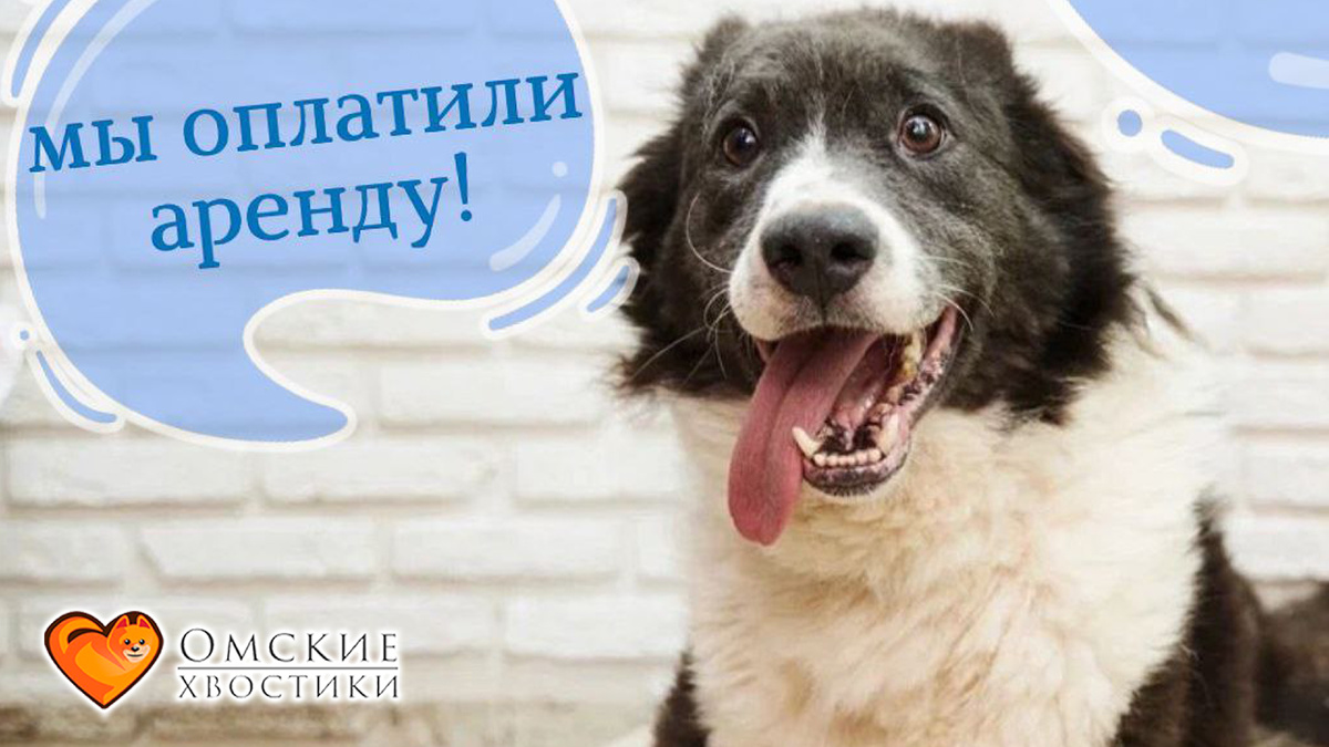Аренда нашего приюта оплачена!