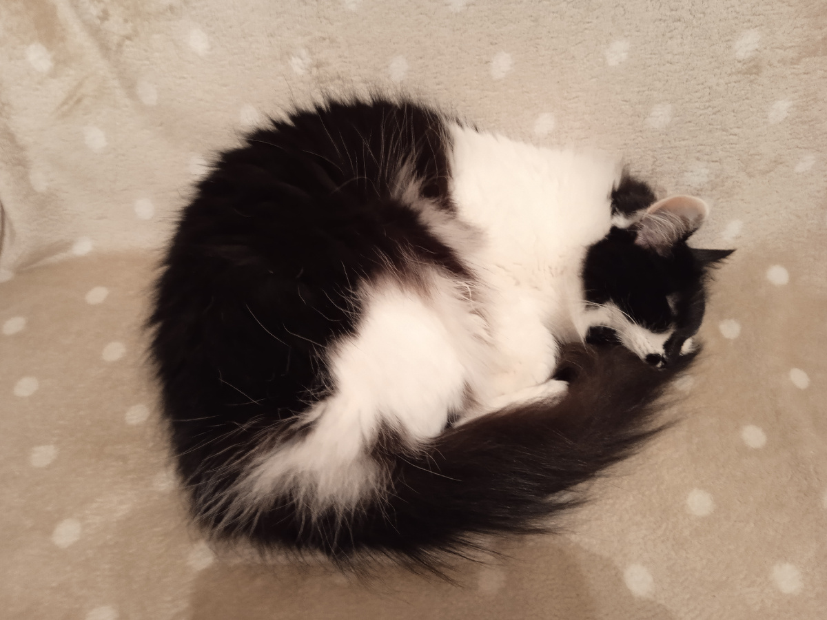 Никакой многозадачности! Спим, отдыхаем! Носик поверх хвоста, значит будет тепло. Носик укрыт кончиком хвоста, значит идёт похолодание. Бесплатный мяукающий термометр. 