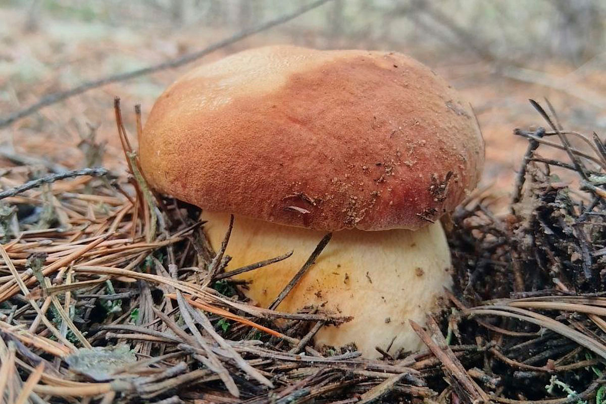    Фото: "Грибы: Грибные войска Беларуси" / VK