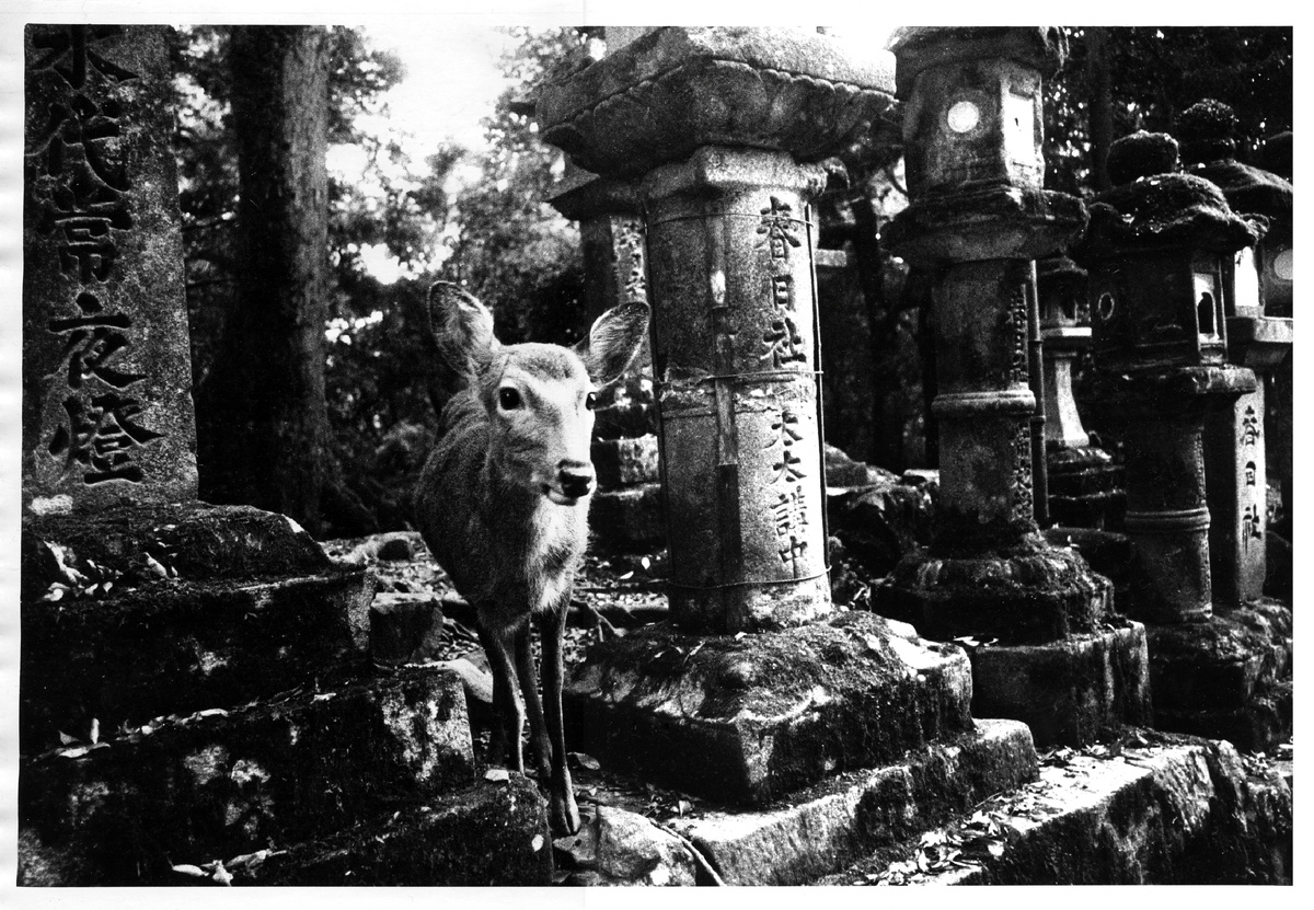 Нара. Япония. 2017 год. 